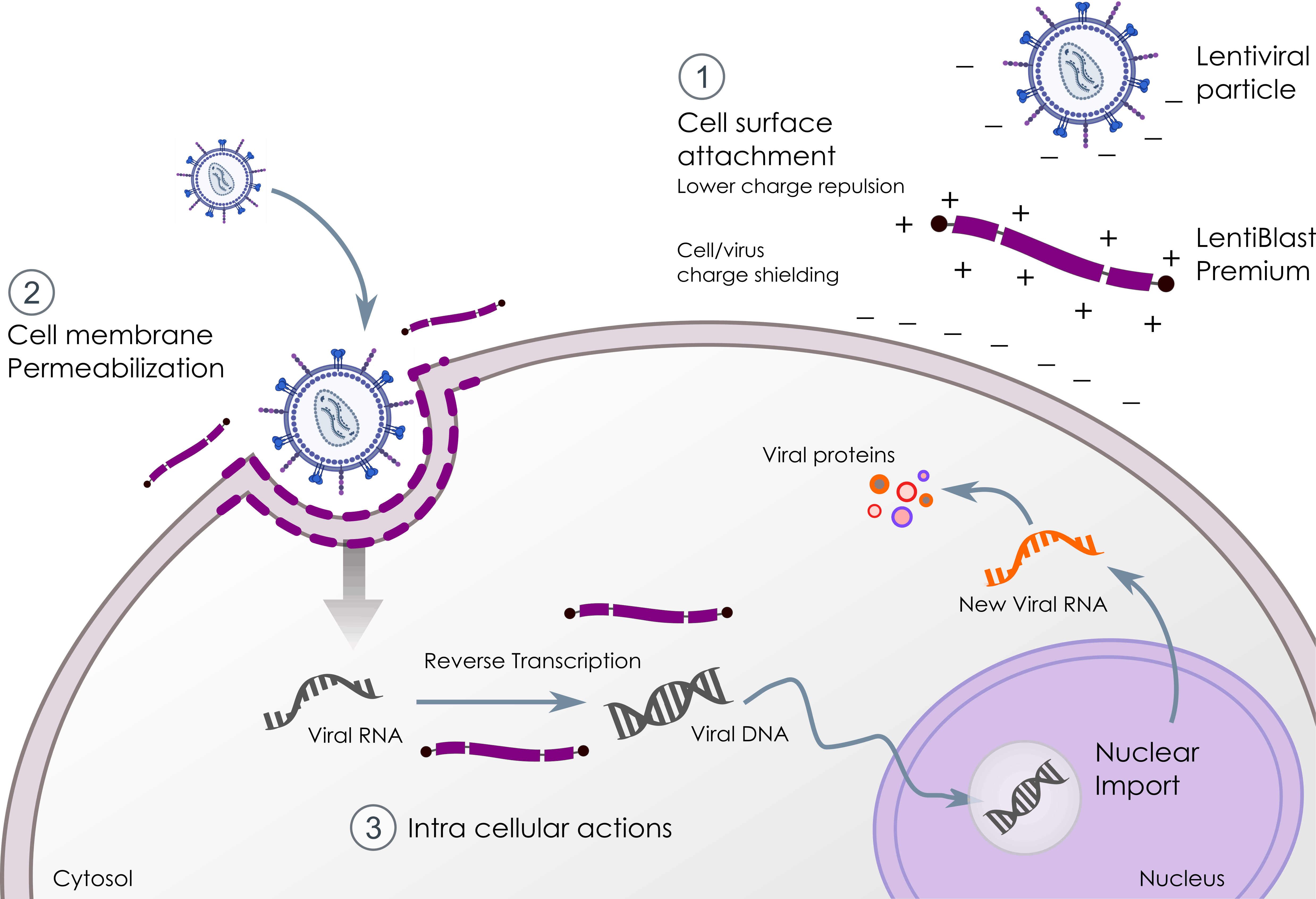 lentiviral transduction enhancer