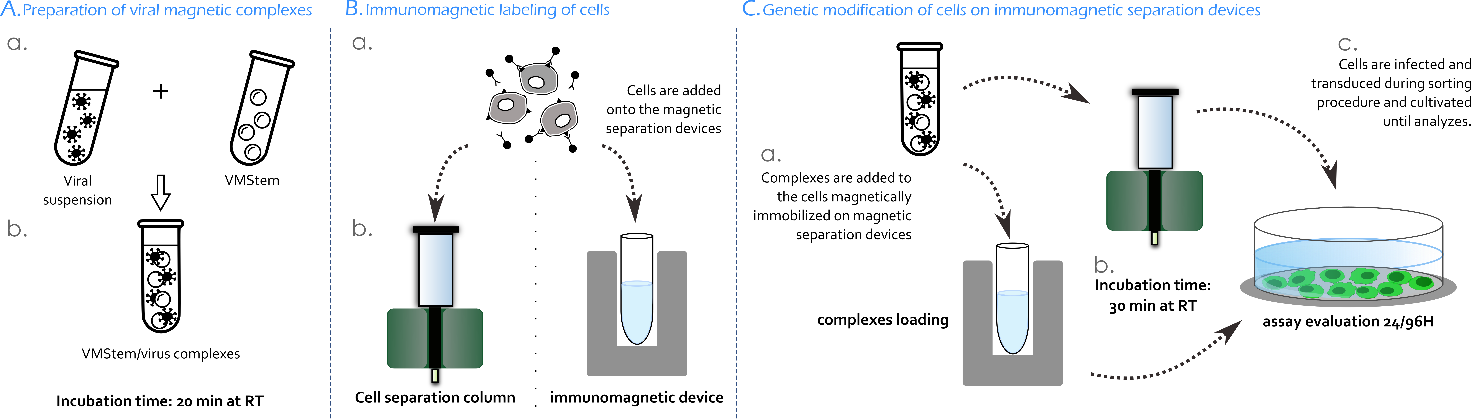 lentivirus infection