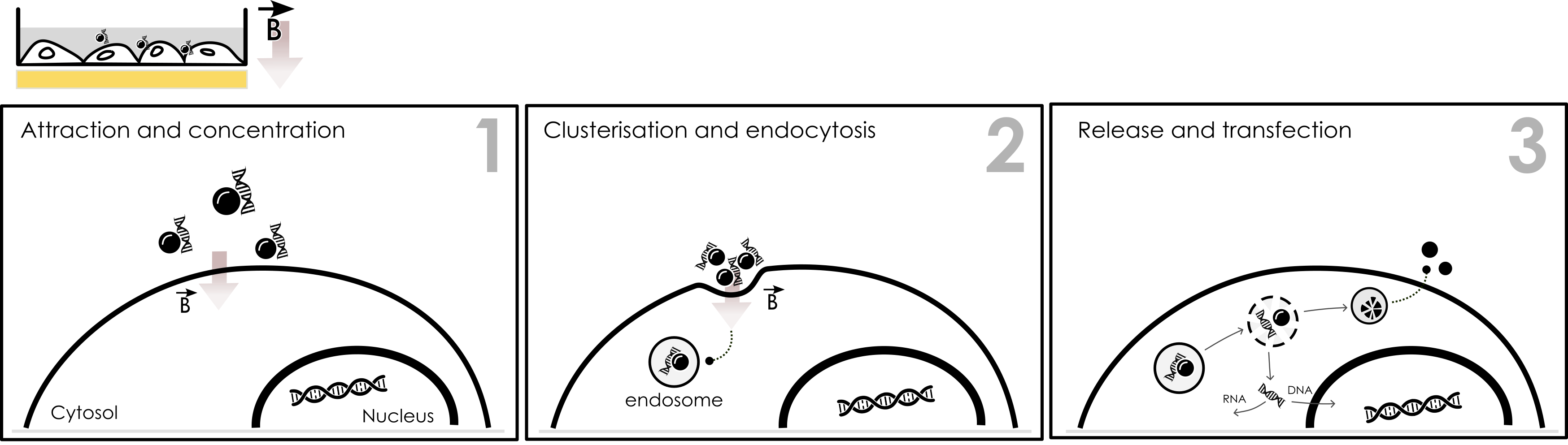 primary neuron transfection