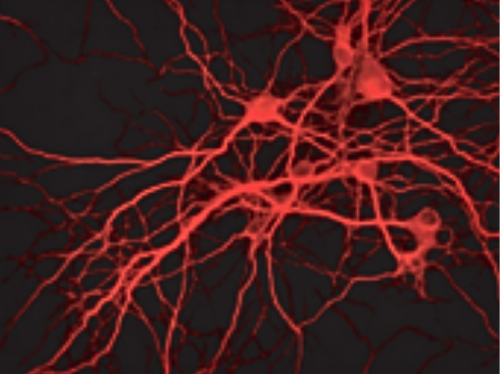 neurons transfection