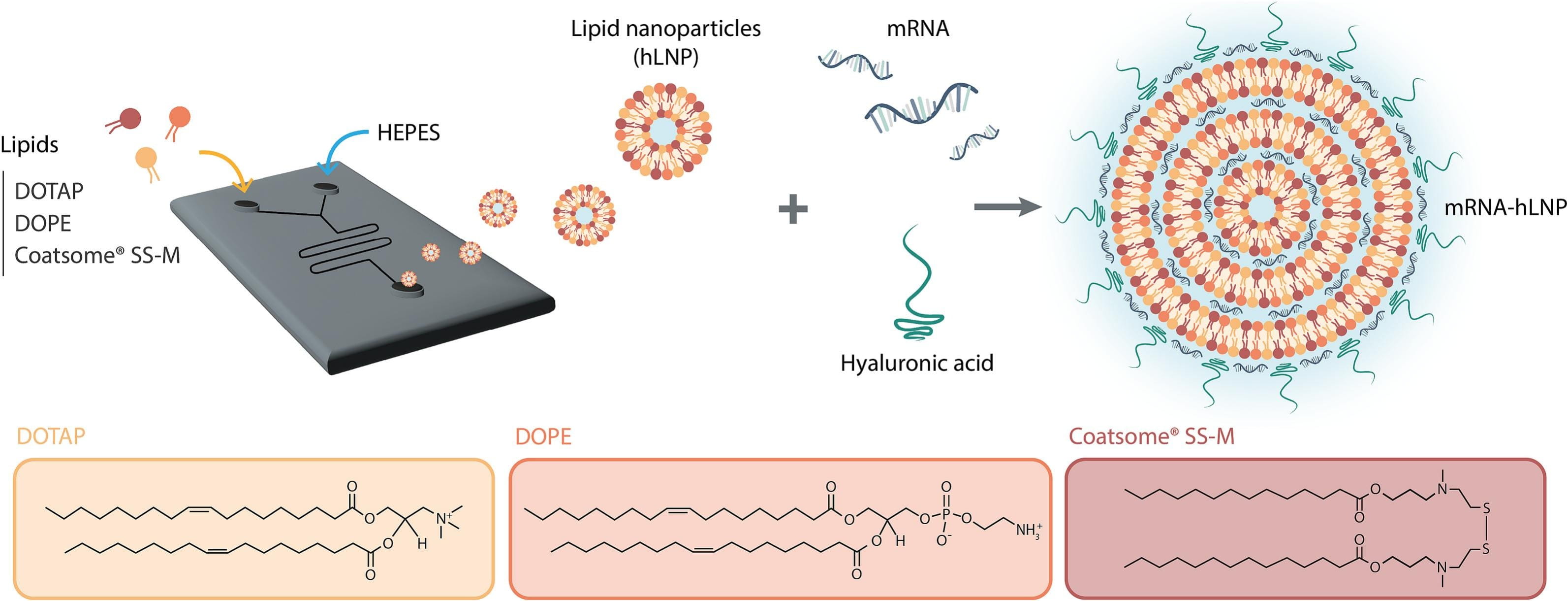 mRNA vaccines