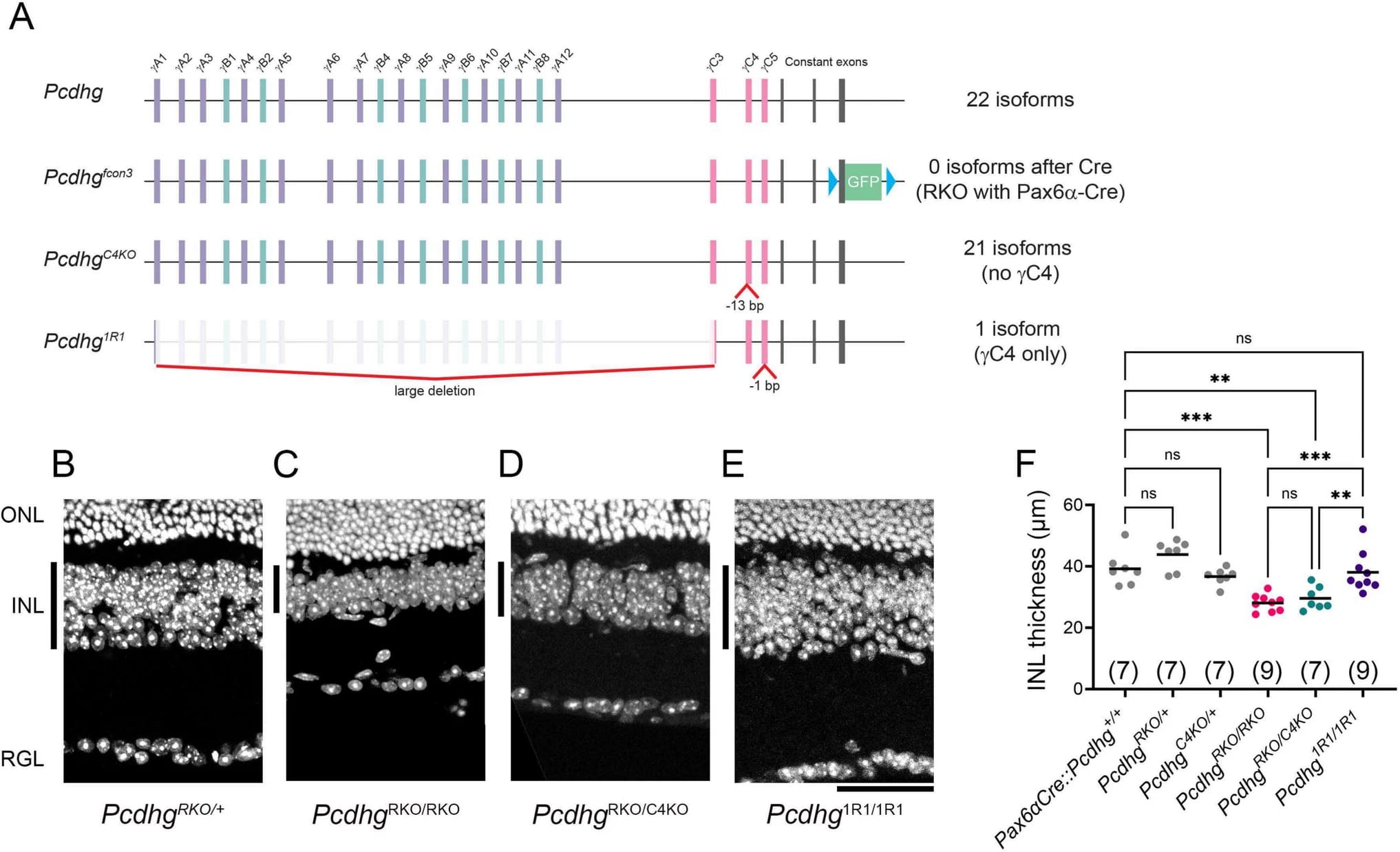 neuronal transfection reagent