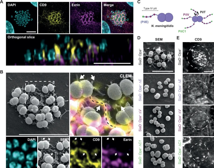 dna transfection reagent