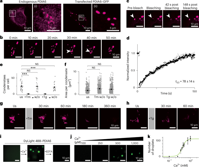 Helix IN transfection reagent