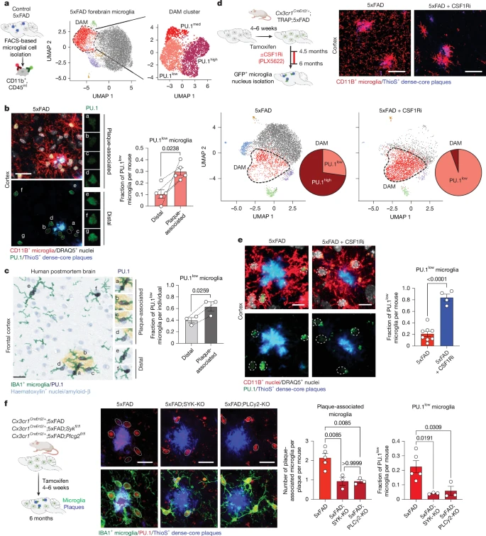 microglial transfection