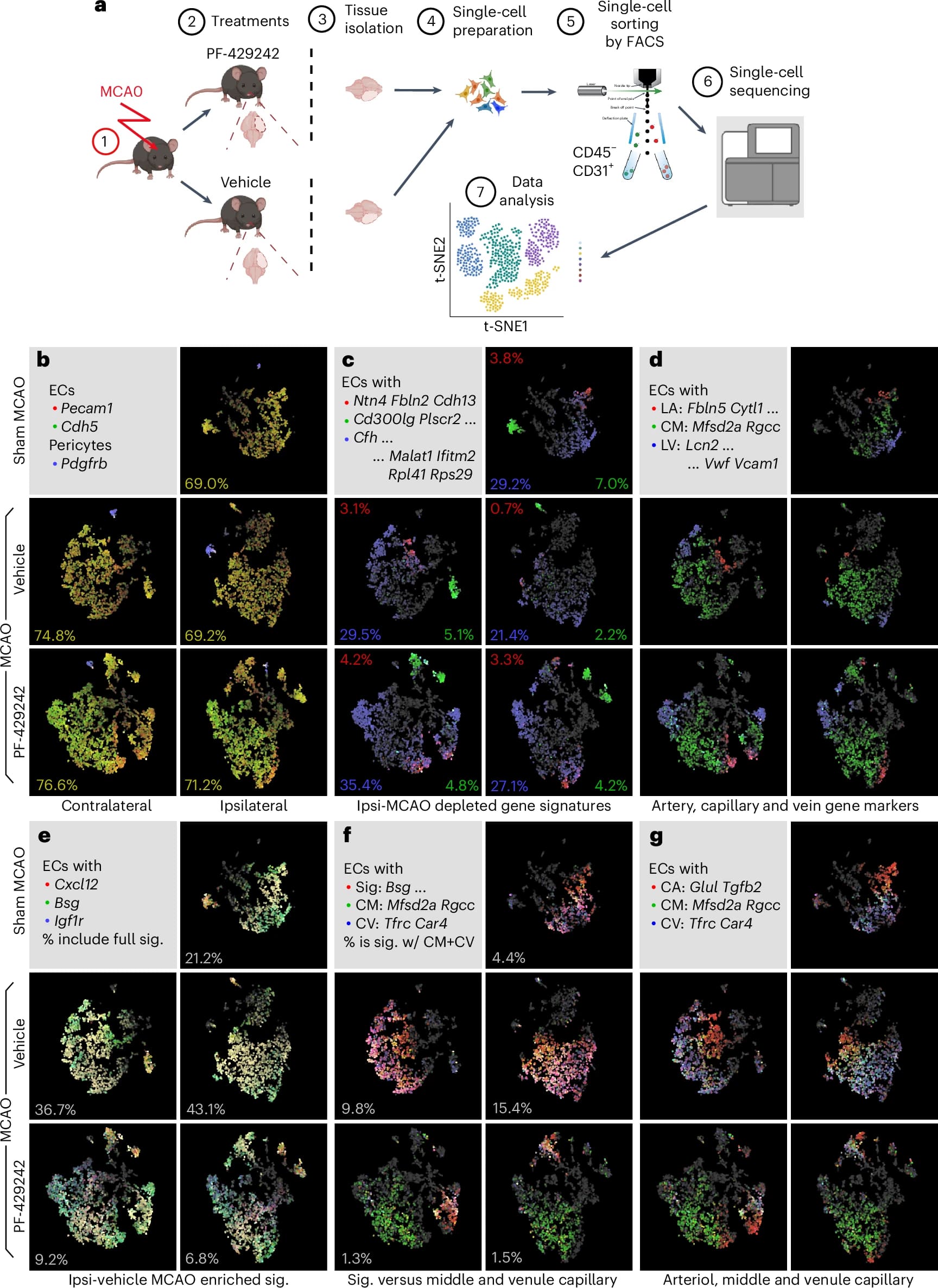 293 transfection
