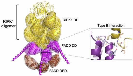 DreamFect Gold Transfection Reagent