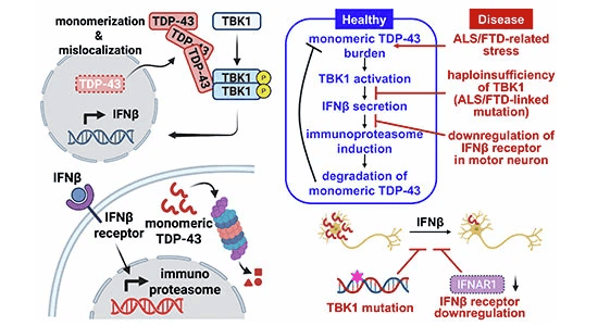 neurons transfection