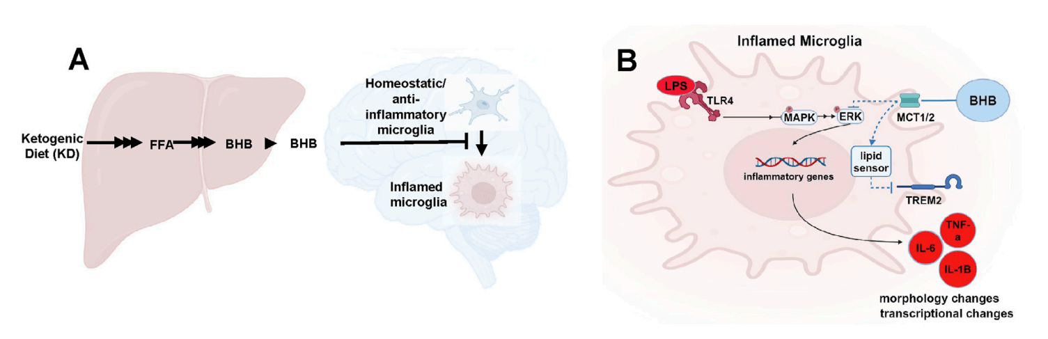 neuronal tansfection