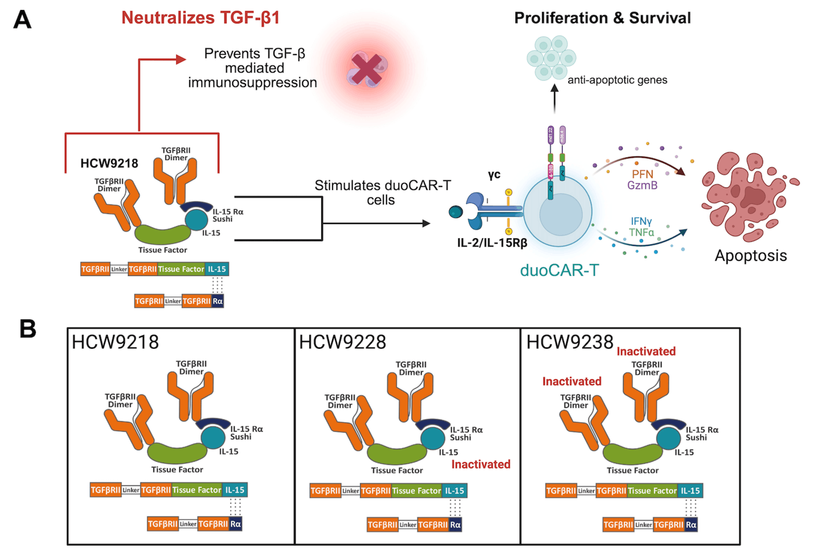 CAR-T cell