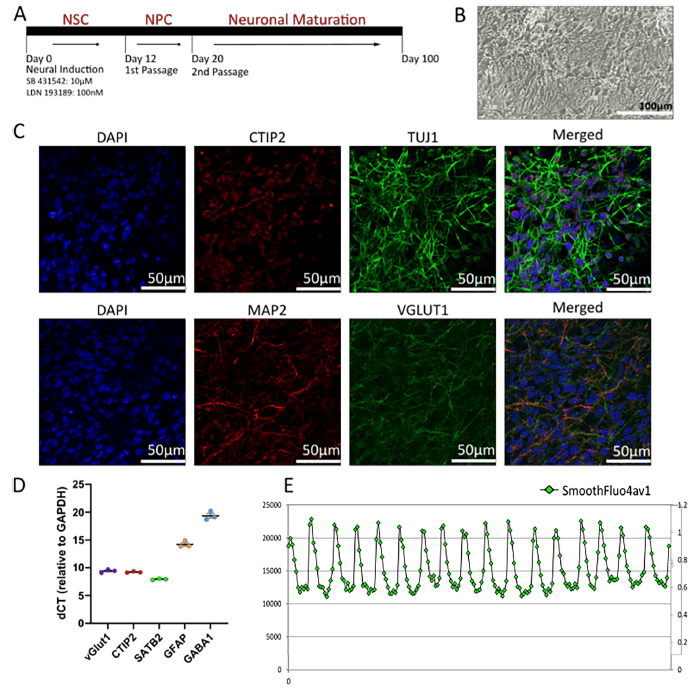 cortical neurons transfection