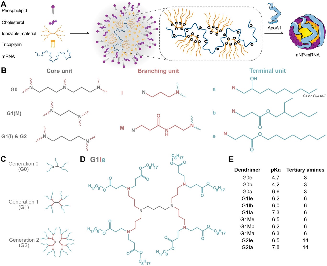 mCherry mRNA