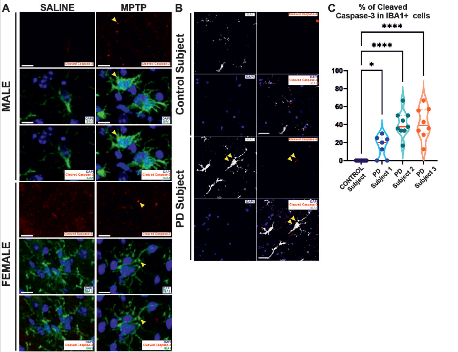 microglia transfection