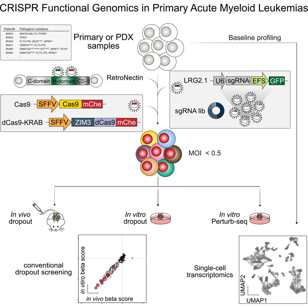 lentivirus transduction enhancer