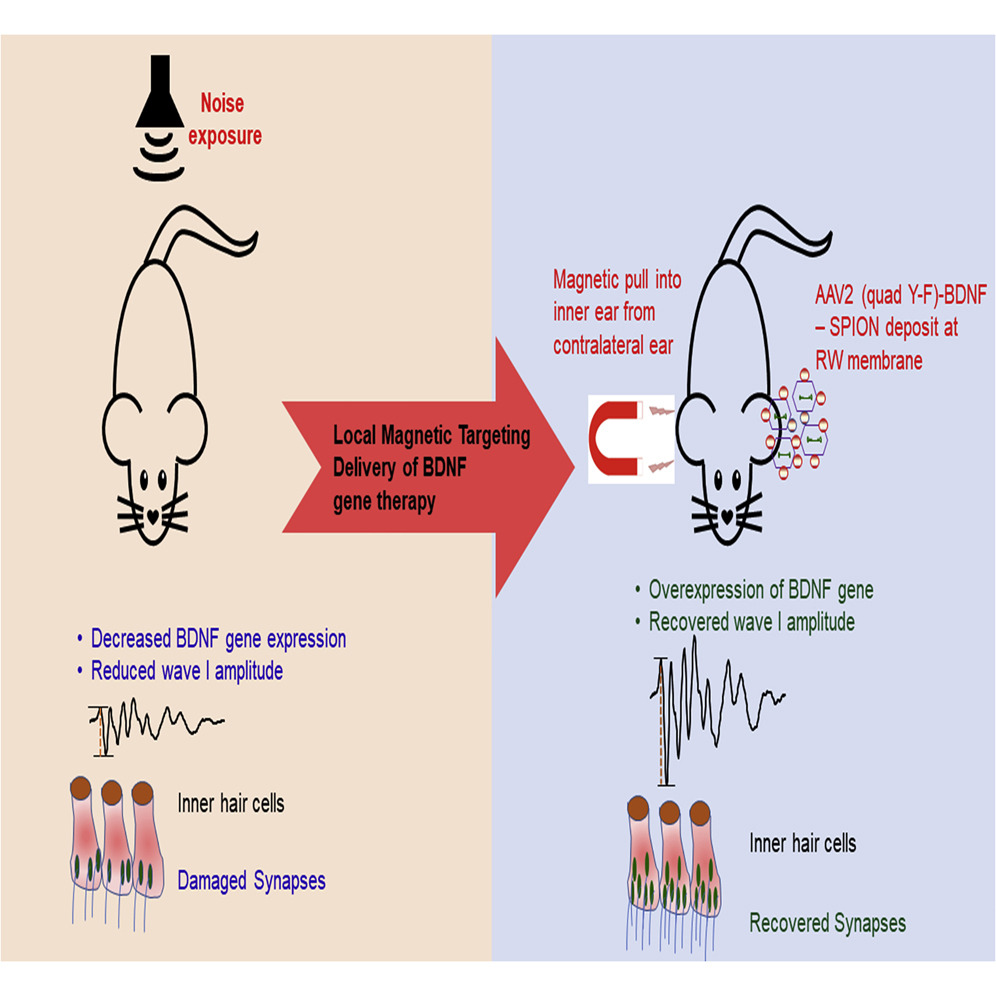 Local magnetic delivery of adeno-associated virus AAV2