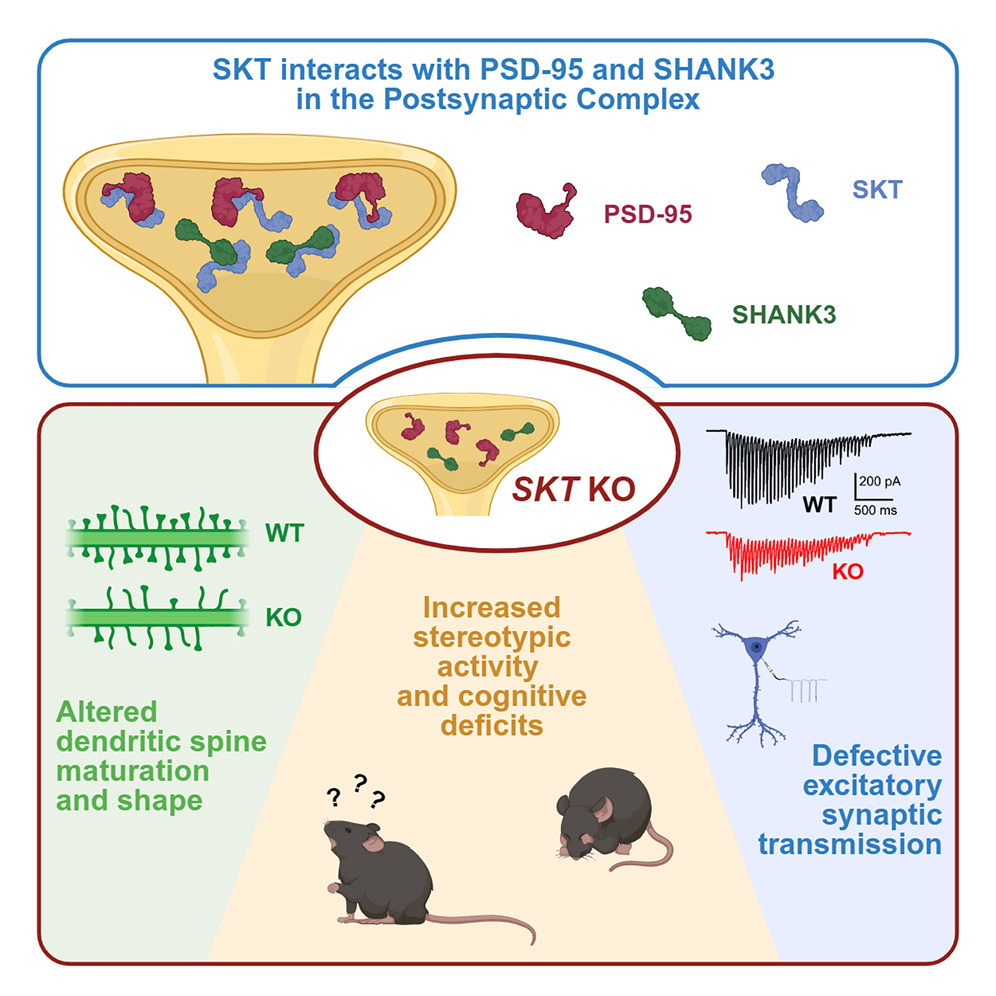 neuronal transfection reagent