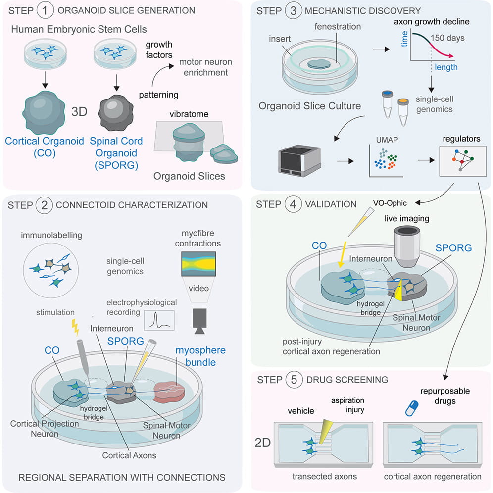 human embryonic stem cells transfection