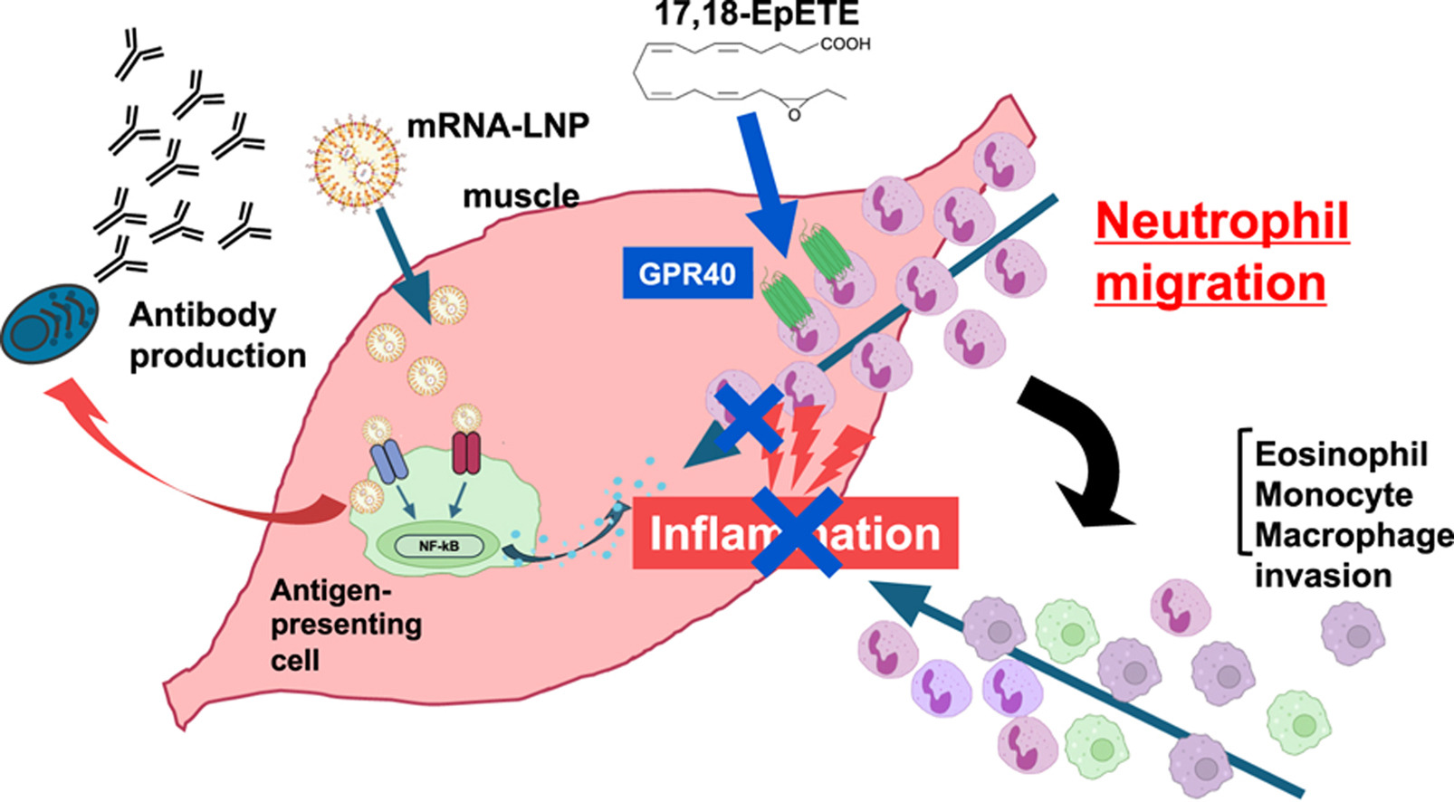 mRNA-LNP vaccine