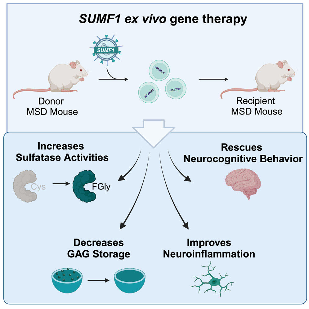 Hematopoietic stem cell gene therapy