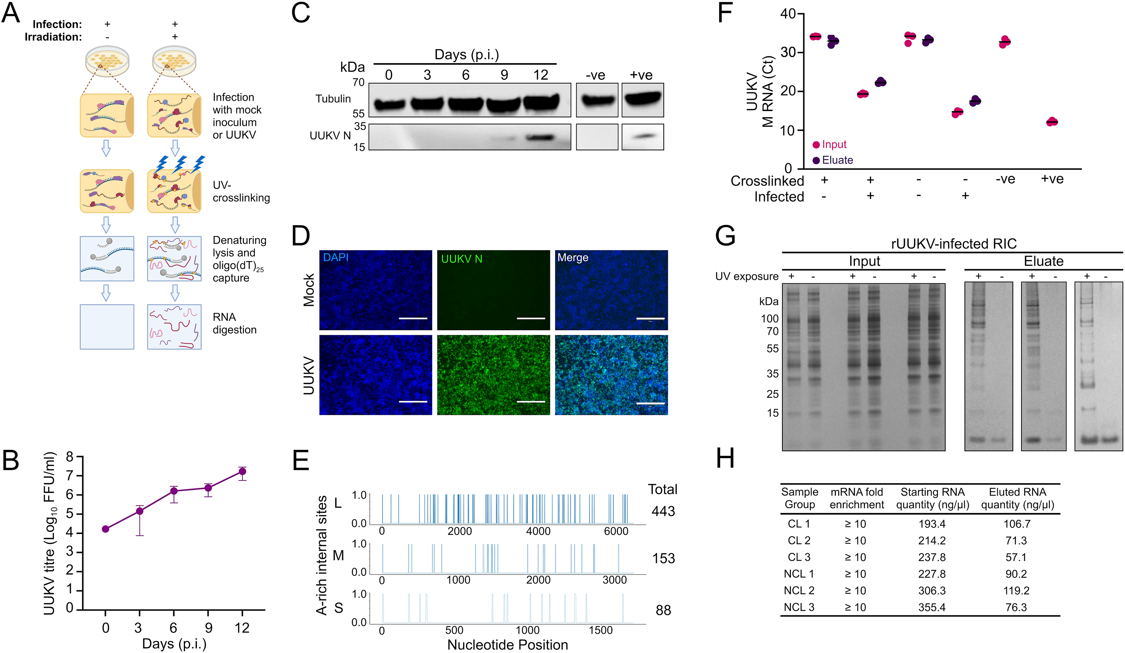 dsrna delivery