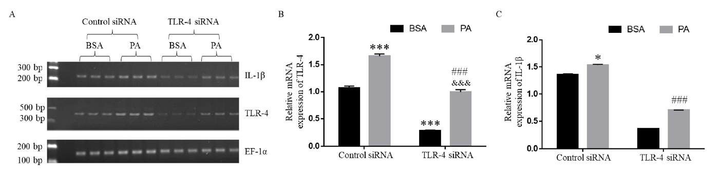 microglia transfection