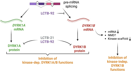 dna transfection reagent