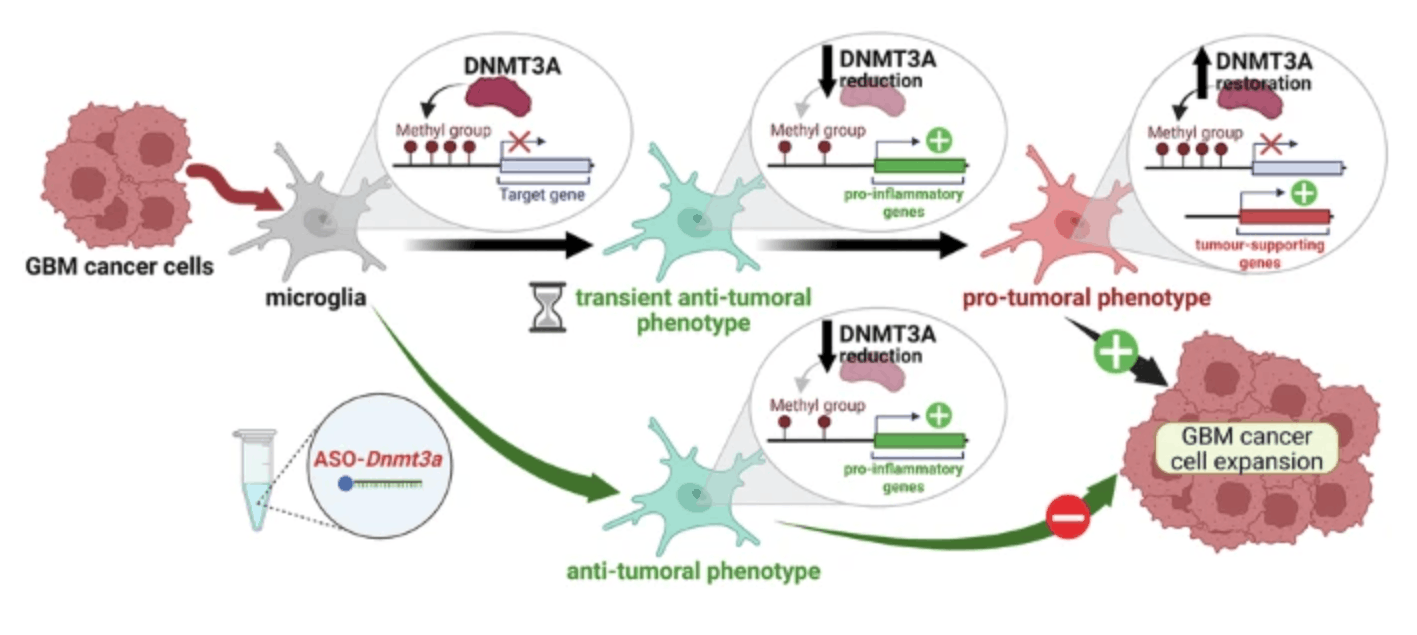 primary microglia transfection