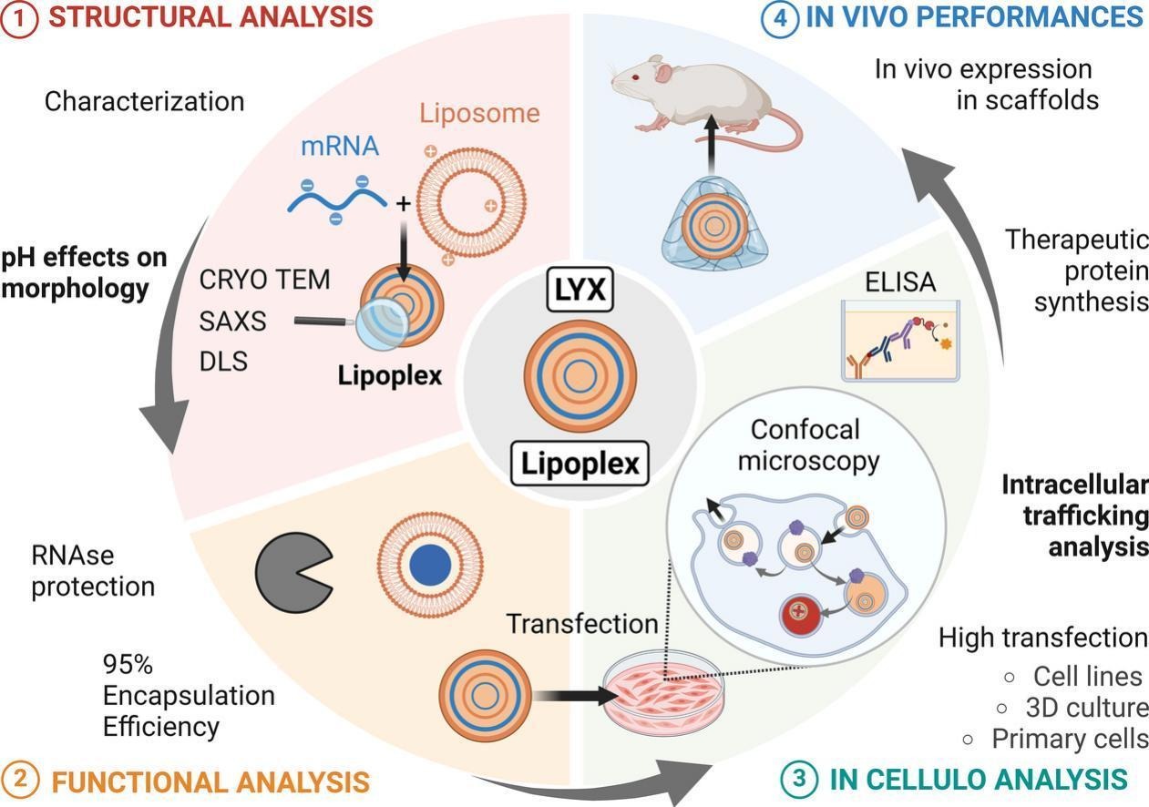 FireFly Luciferase mRNA