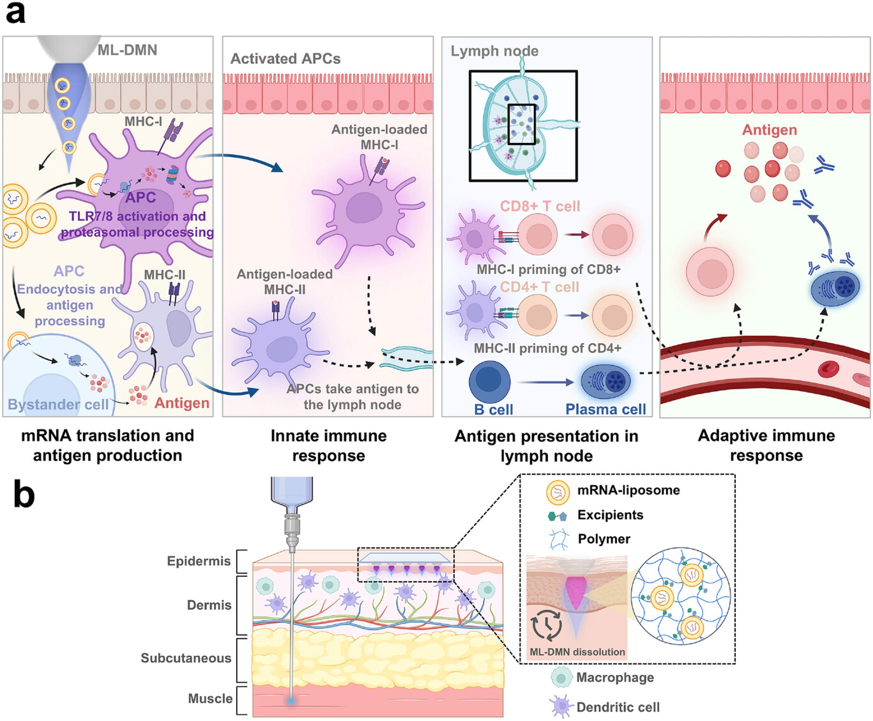 mRNA-Liposome Vaccine