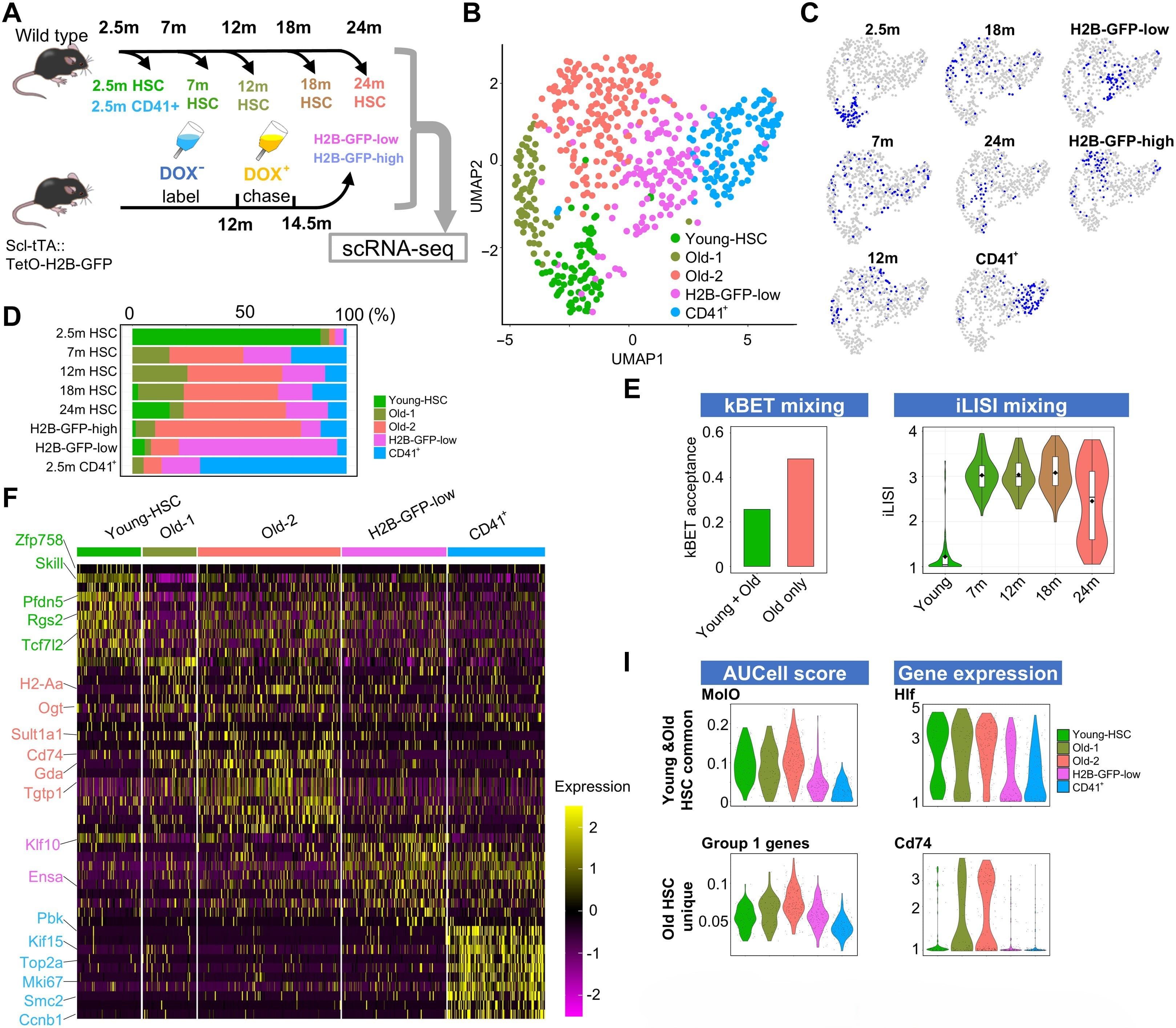 primary hematopoietic stem cells retroviral transduction