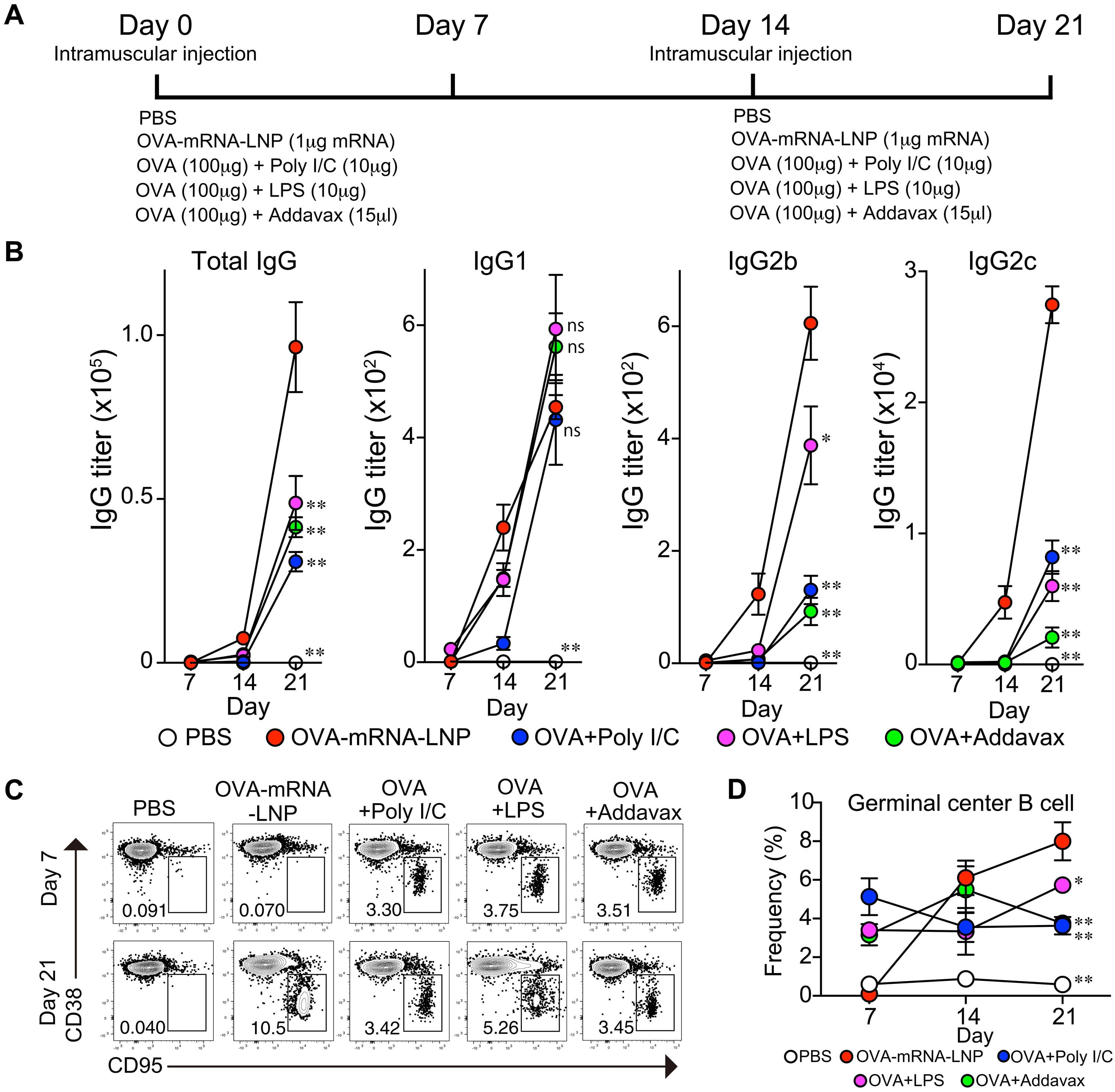 CD8 T cell responses