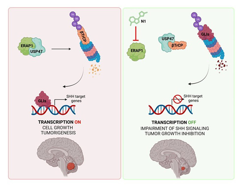 transfection of MEF cells