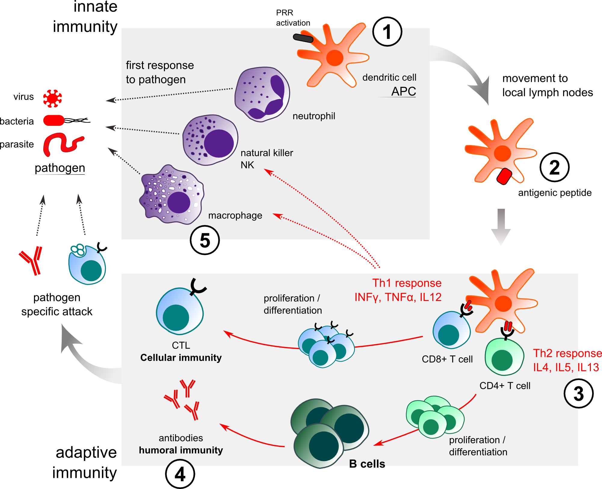 Adaptive Immunity Diagram