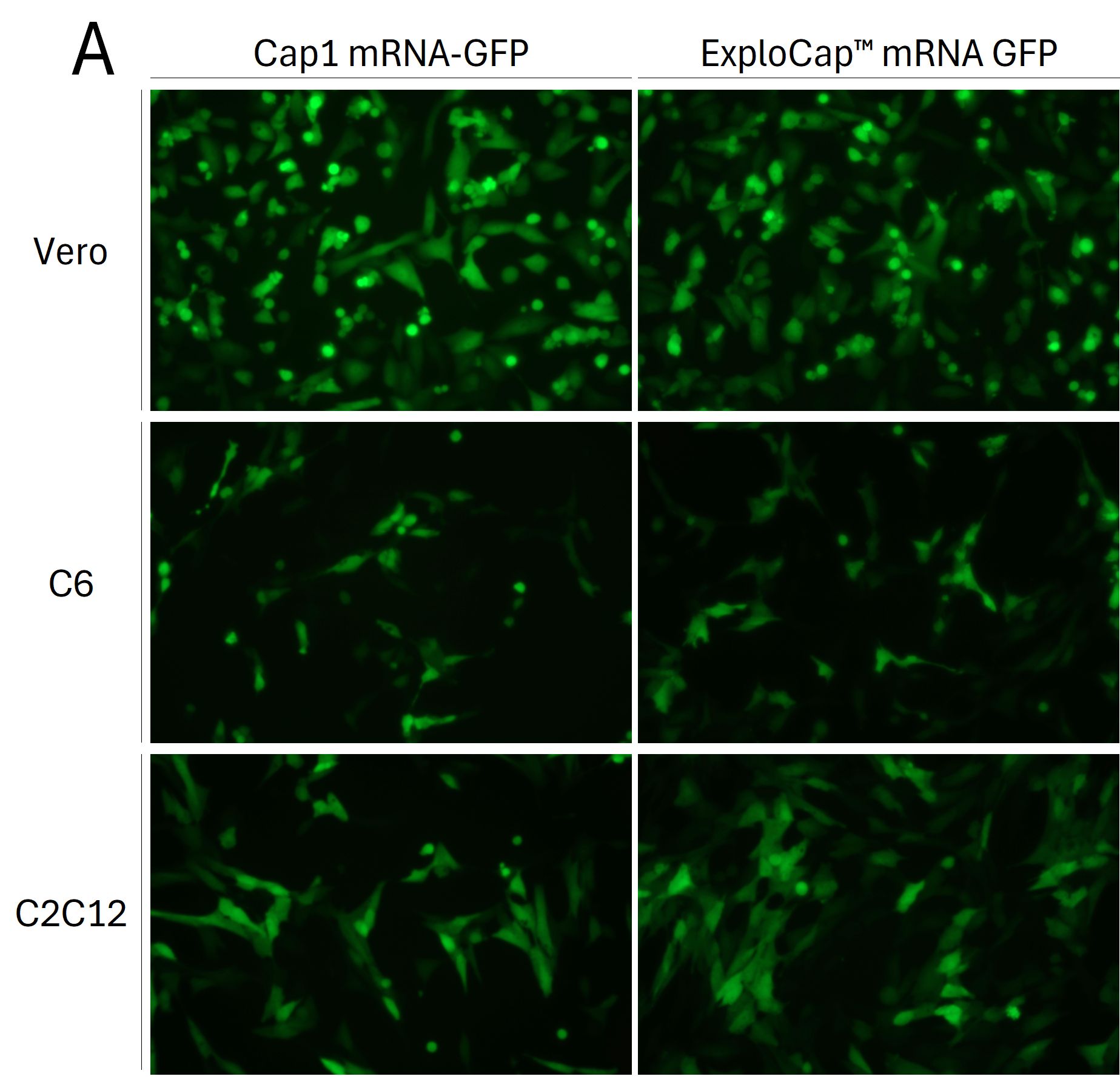 cap analog egfp mrna in cell lines