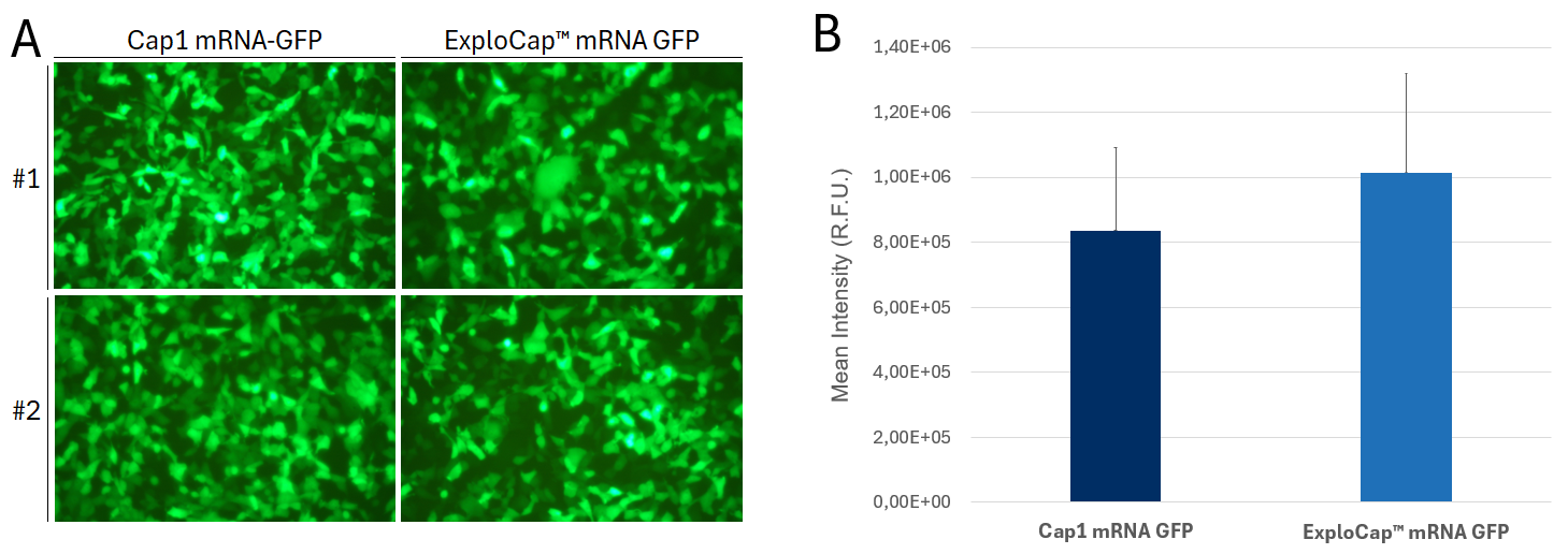 cap analog egfp mrna