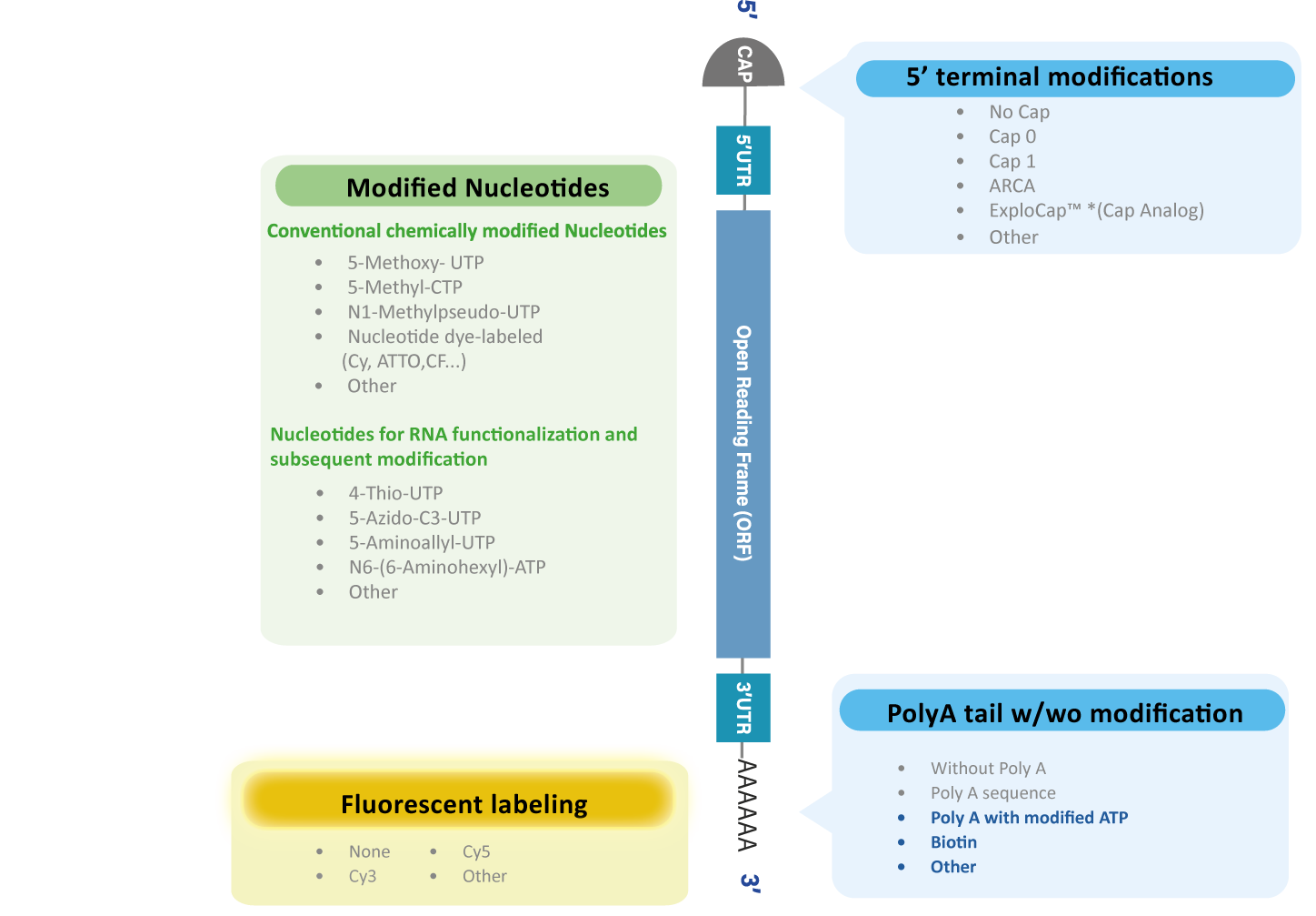 custom mrna synthesis