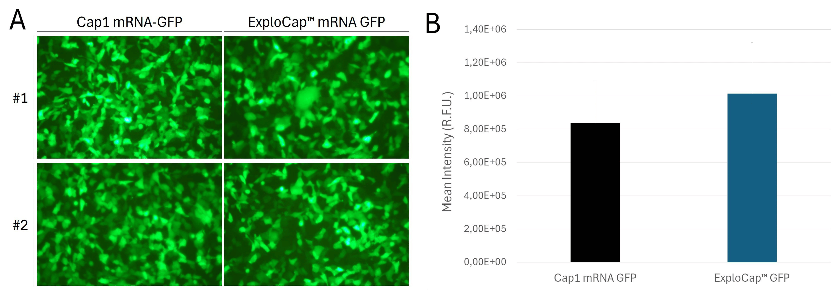 cap analog egfp mrna