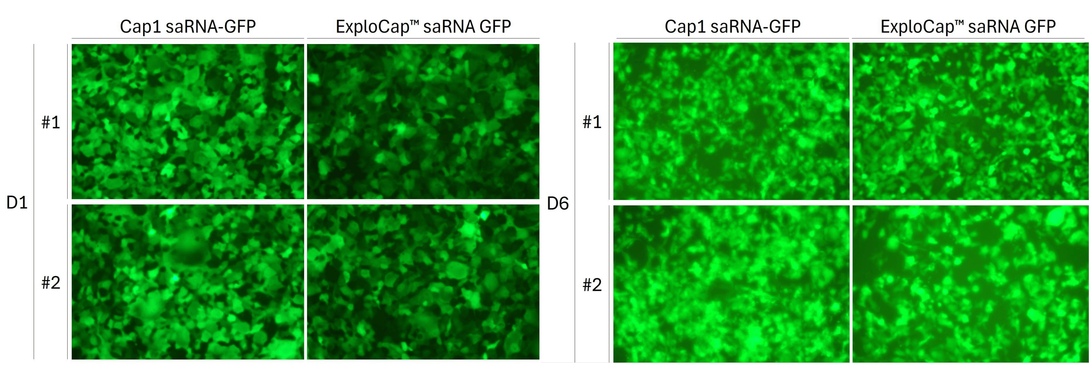 capped sarna encoding egfp protein