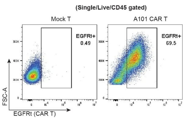 t cells transduction gmp grade