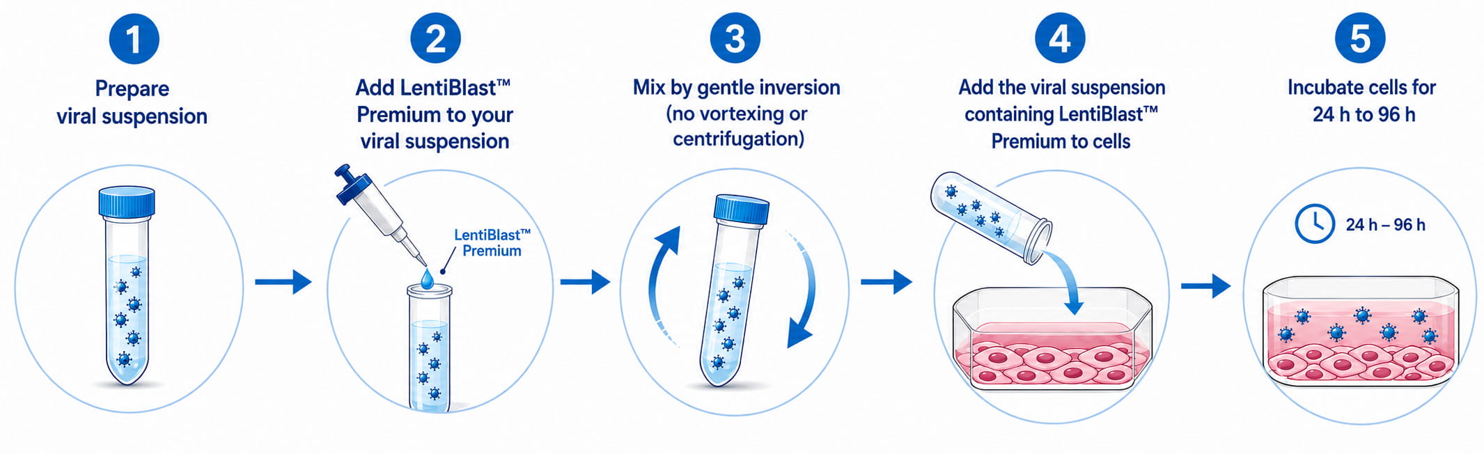 gmp lentiviral transduction
