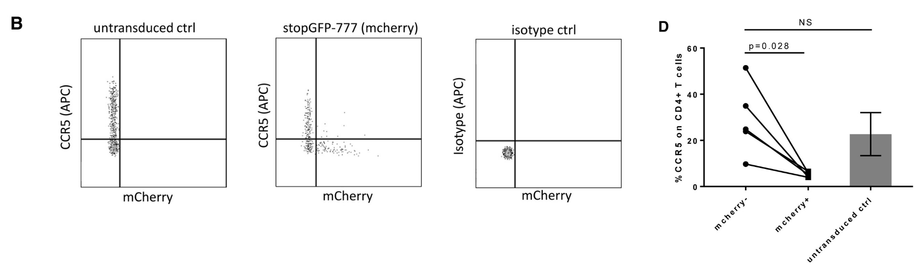 lentiviral transduction gmp grade