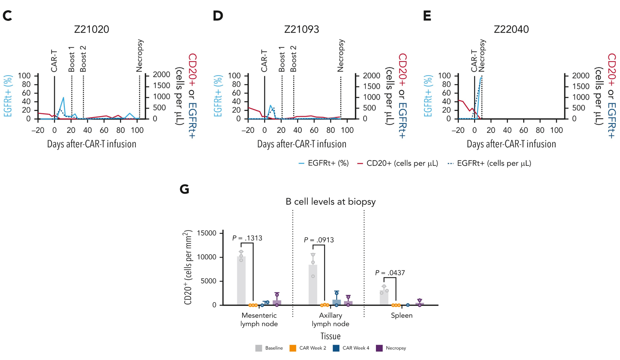 car t cells transduction gmp grade