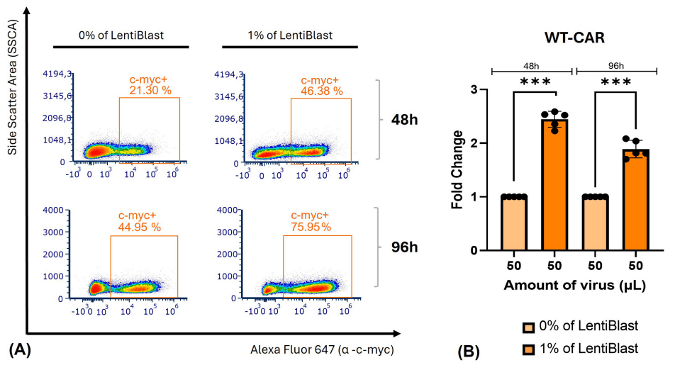 gmp lentiviral transduction