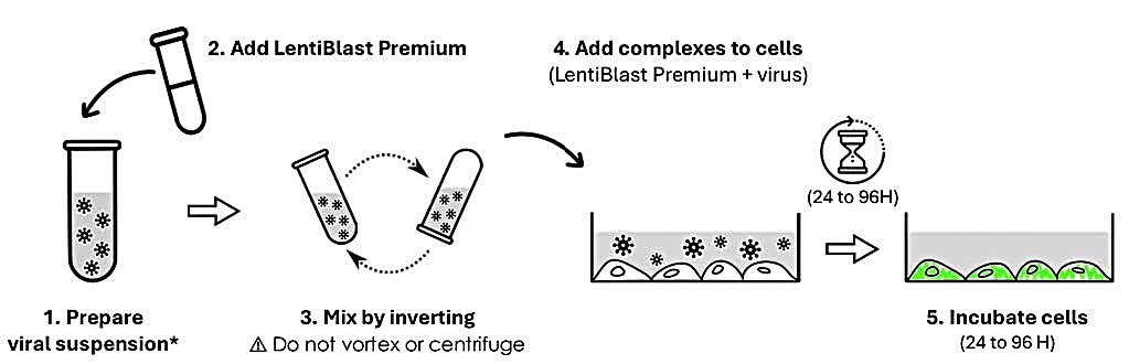 gmp lentiviral transduction