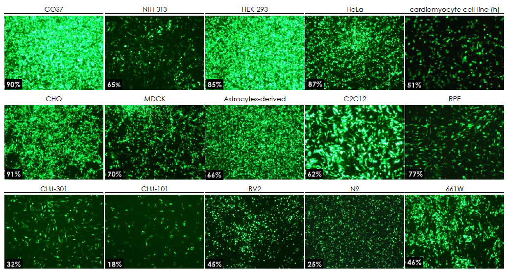 polymer based dna transfection