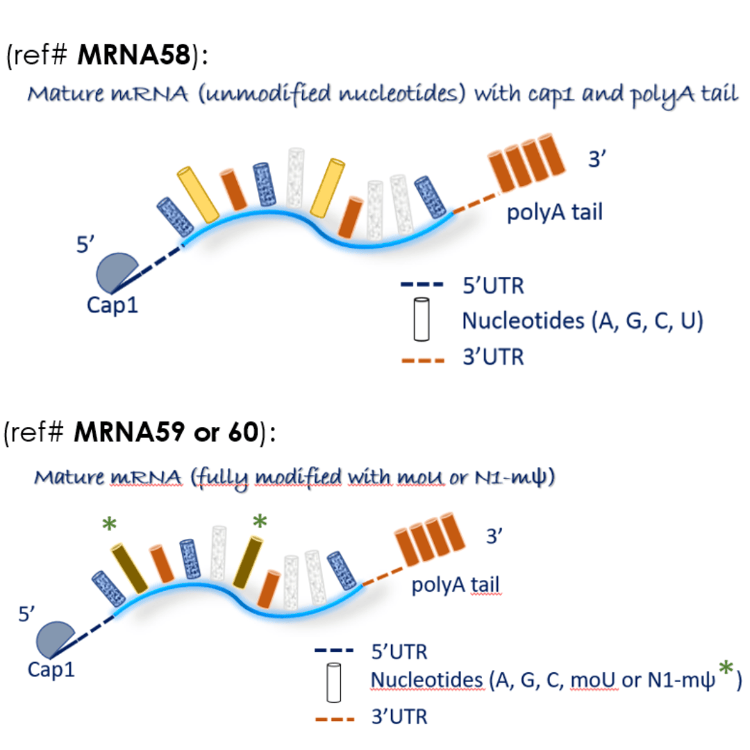 mRNA c-Myc for enhanced cellular research