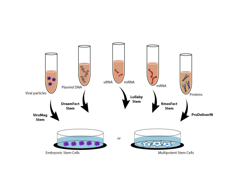 Stem Cells Transfection solutions from OZ Biosciences