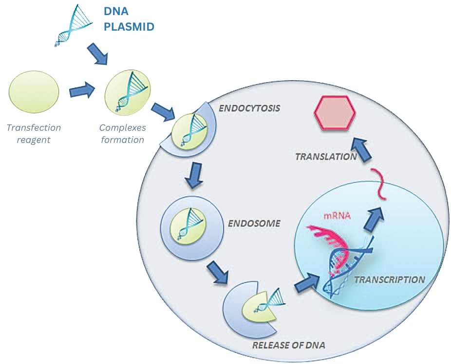 dna-to-protein