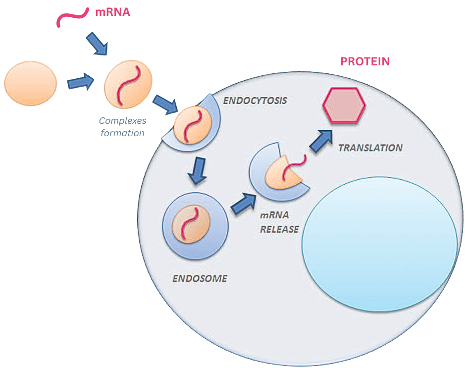 mrna-to-protein