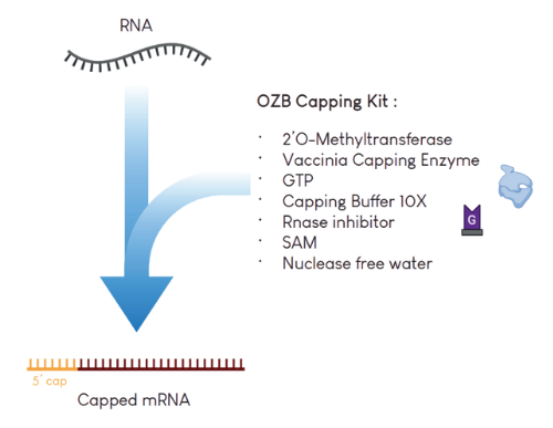 capping of mrna